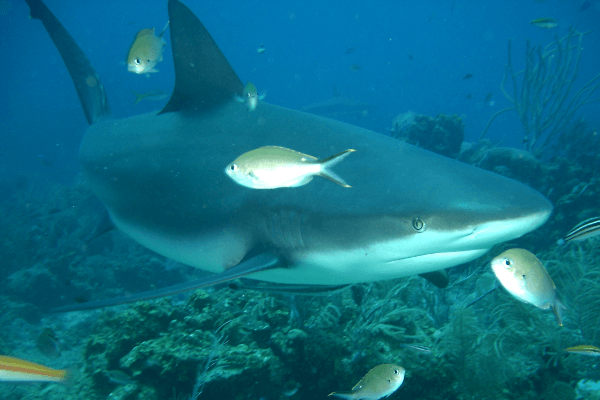 Tiburón de arrecife