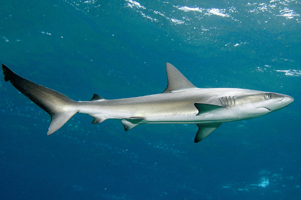 Tiburón de Galápagos
