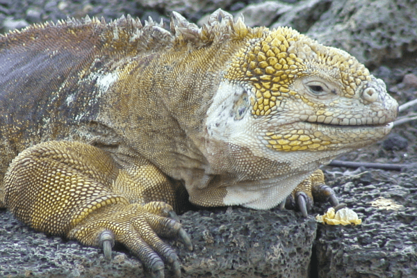  Iguana Terrestre